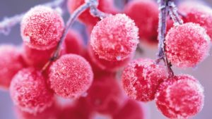 Frozen Cherries