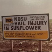 NCIS conducts research across the country. North Dakota is a favorite research location because it is the northernmost location for a diversity of insured crops. In the late 1970’s and early 1980’s, sunflower research was prolific in North Dakota!