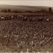 A mule-drawn cultivating team in the 1910’s. Around the time this photo was taken, the crop insurance industry started the agronomic research program that is still working today to understand the impact of nature’s perils on crops.