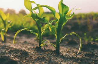 Small corn plants